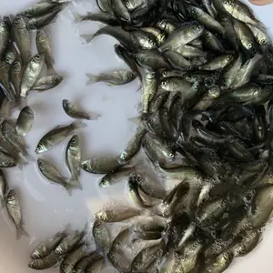 �����磬����������