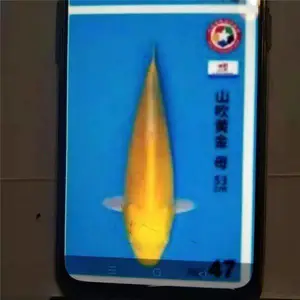 浙北锦鲤批发 红白锦鲤 活体观赏鱼 淡水珍品 芥子黄金锦鲤采购