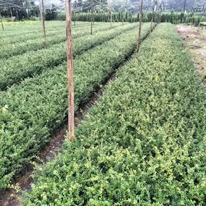 �ɶ���׶����� �̻���ľ�� ���õر���������԰���̻���ʹ��