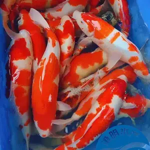 ����������� ������ �ʻ�������� ��ˮ��ֳ��������