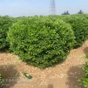 0.8-2.5�׶�����������Դ���� ��Ҷ��ҶŮ���� �̻�������ľ