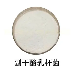 副干酪乳杆菌-冻干型乳酸菌 食品级活性保健益生菌原料
