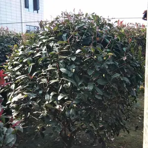 1.3-1.5米红叶石楠球基地 红叶石楠批发 红叶石楠袋苗地苗