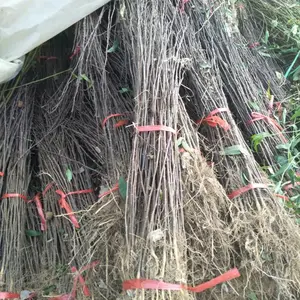 2�껨������ 1�������������