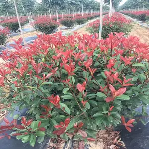 周至苗木公司-红叶石楠造型-红叶石楠球种植户-红叶石楠球价格表