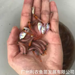 ������ ��Ȫ������ ȫ������ ��ũ���� ������ǿ �ͻ����