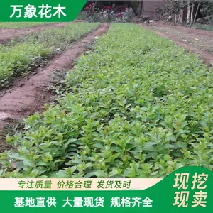 苗圃出售 紫薇树苗 小区庭院造景植物 园林绿化道路苗木