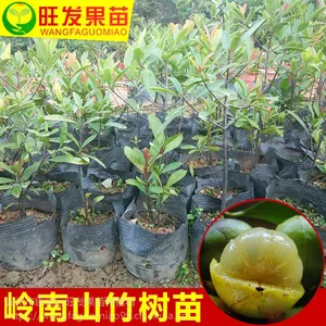 大量供应正宗岭南山竹苗(罗蒙树)黄牙树 树形美观可观赏树***品种正宗优质