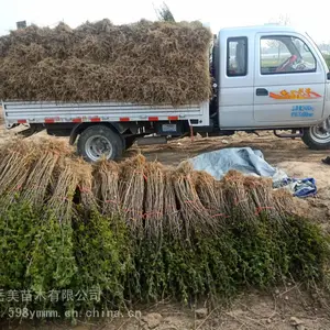 2�껨������ 1�������������