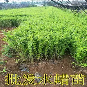 陕西水蜡批发|营养钵水蜡苗木农户直销|周至苗木基地