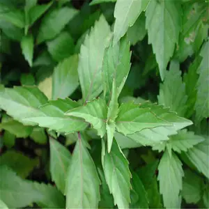 ���۲���ȡ�� 30:1 �����/ţ������ȡ�� 1������ *** �ֻ�����
