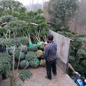 鄢陵小叶女贞造型树详细介绍