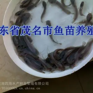 肇庆批发供应塘角鱼苗本地塘虱鱼苗3-10CM