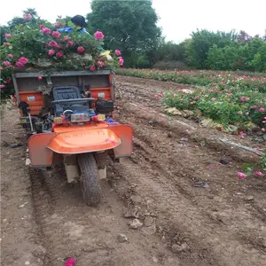 西安小叶黄杨-公路绿化种植-周至冬青球