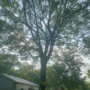 绿化工程多规格公园小区行道树 朴树 苗圃出售 一手货源