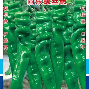 同乐23188 同乐螺丝椒 龙椒 螺丝椒 辣椒种子