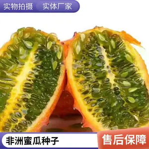 火参果鲜果批发 特色药食果蔬基地 培育2025新上市的火参果种子