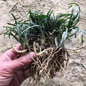 耐寒植物日本矮麦冬草,矮麦冬草图片,优质玉龙草价廉量大优惠