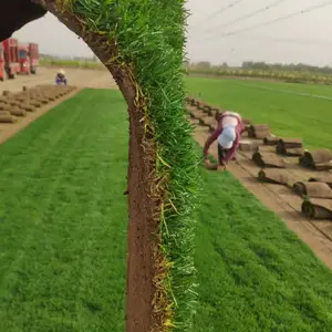 太原早熟禾草坪|栾城草坪基地|出售草坪种子