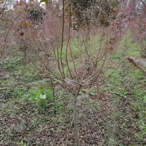 ���ݺ���̻�������ľ���� ����ֱ���ձ���� ������� �й����