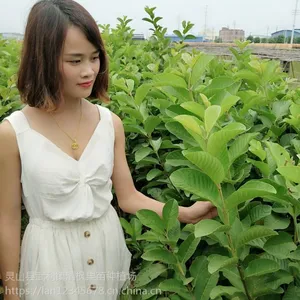 供应西瓜红心番石榴嫁接苗 芭乐苗新品种果树苗 红心肉脆爽口品种正宗优质