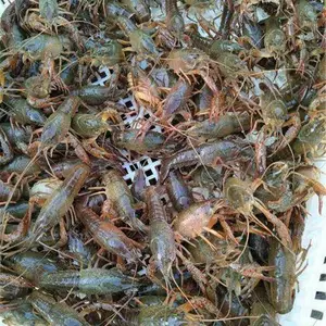 黄山小龙虾批发市场价格全国包邮-小龙虾***格每天价格表-小龙虾批发基地