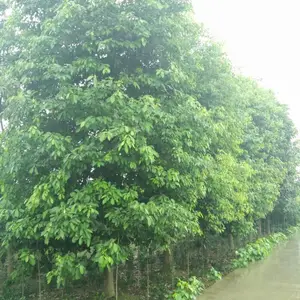 郫都区名川园艺场长期大量供应10-40cm优质香樟 四川香樟 绿化香樟树 香樟树报价
