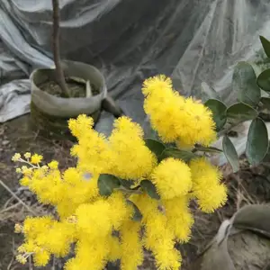 ��Ҷ�ϻ������� �ϻ������������ۻ��� ��Ҷ�ϻ�������
