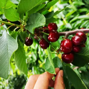 �ͺ��޽Ӻ���ӣ���� ����˹�˺�ӣ����۸� ����˹8�Ŵ�ӣ����
