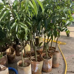 广东高州批发优质荔枝嫁接树苗仙桃荔枝树苗盆栽地栽保真批发实惠仙桃荔枝树苗