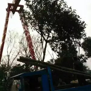 荆门红叶石楠
