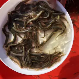台湾泥鳅苗