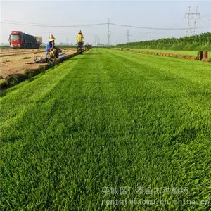 出售精品草坪冷季型草皮-耐干旱 易成活 抗病虫害 一手货源