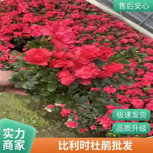 ����ʱ�ž黨�۸� ����ʱ�ž���ֲ԰���� ����ʱ�ž黨