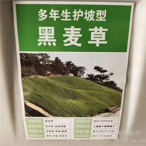 出售 新草坪种籽 多年生黑麦草种子 自己基地种植 欢迎选购