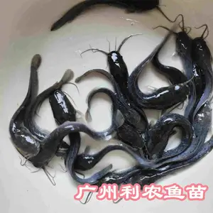 ��������������ֳ�� ����������������ܶ���ֳ