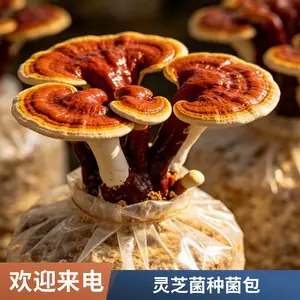 灵芝菌种菌包批发 赤芝 灵芝菌包 基地直供 技术指导康瑞灵芝