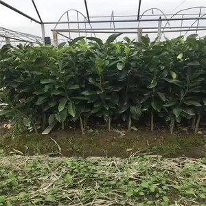 ����5 6 7���ֺ�Ƥ���������绶ӭ����