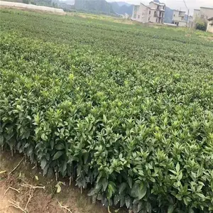 上海红宝石柚子苗 1米高纯甜红宝石柚苗培育基地