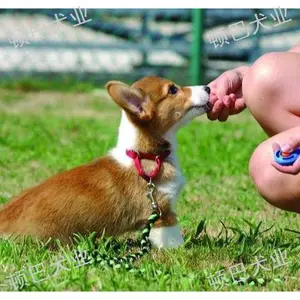 云南职业训犬哪家专业 客户至上 昆明顿巴训犬训犬师培训供应