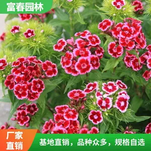 ����ʯ�� ������ֲ ���� ���� ����԰���쾰�����ֲ