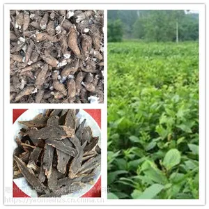玄参种苗春季种植的好品种 玄参种苗行情