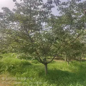 ����С������ 15����ӣ���� ������ѯ ӣ�� ����ϰ��