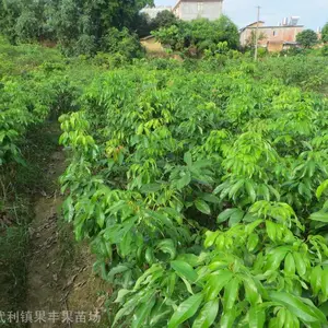 ����Ц��֦��С��_����***��֦����ؼ۸�