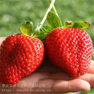 甜宝草莓苗基地 可以盆栽的草莓苗 口感甜