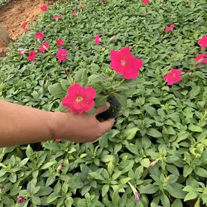 时令草花牵牛量大价低 山东春泥 销售牵牛小杯苗