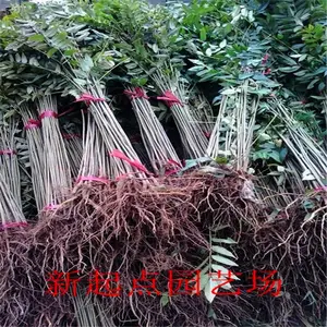 新起点园艺场1米高香椿苗价格 1公分红油香椿苗报价 山东香椿苗种植基地