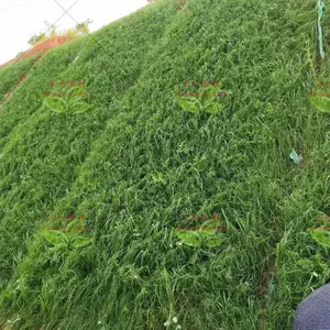 广东草籽公司广州哪里卖草种子的园林种子公司