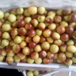 陕西大荔优质冬枣，温棚冬枣产地，钢架，冷棚冬枣产地价格