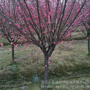 ����***�ؾ�5���ֺ�÷���۸������Ǯһ�� ���� ͼƬ